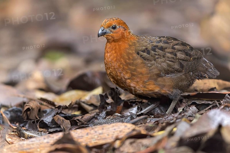 Chestnut Wood-quail (Odontophorus hyperythrus) feeding on the forest floor in Colombia, South America