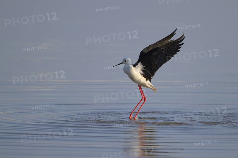 Black-winged Stilt (Himantopus himantopus), Greece