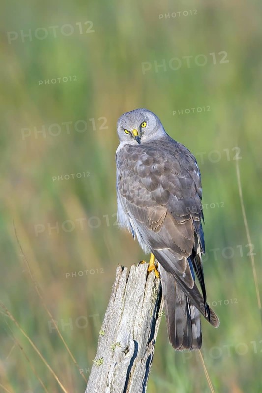 Northern Harrier Circus cyaneus Floodwood, St. Louis County, Minnesota, United States 26 June Adult Male Accipitridae