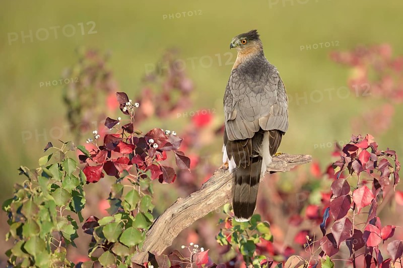 Cooper's Hawk (Accipiter cooperii), Texas, USA