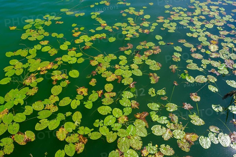 Water lily leaves from the bridge near Tettenhausen am Tachinger See, Waginger See, Chiemgau, Upper Bavaria, Bavaria, Germany