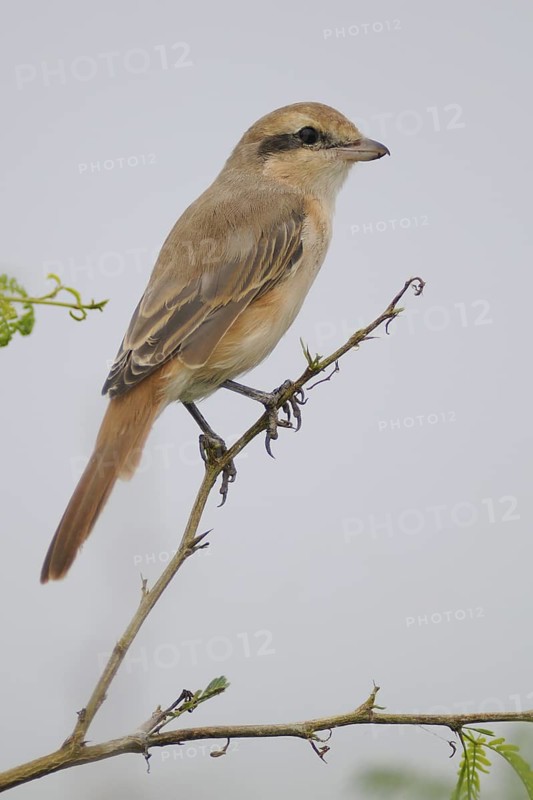 Red-tailed Shrike (Lanius phoenicuroides), India