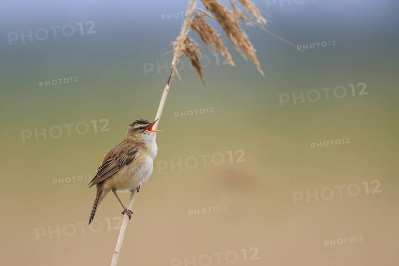 Sedge Warbler (Acrocephalus schoenobaenus) singing, Netherlands