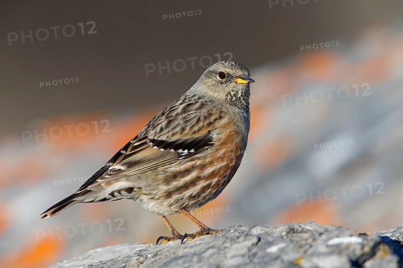 Alpenbraunelle, Alpine Accentor, Prunella collaris, Accenteur alpin, Acentor Alpino