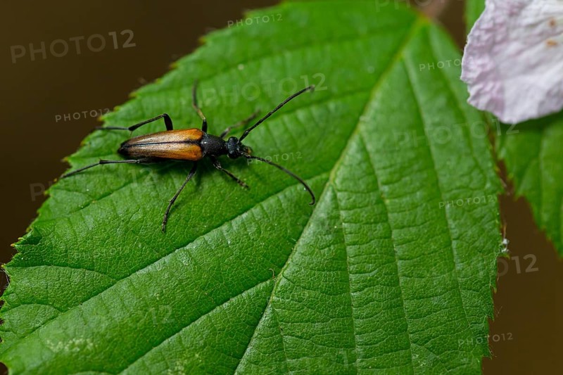 Black-striped longhorn beetle, (Stenurella melanura), animals, insects, family of longhorn beetles, Palatinate Forest near Frankenstein, Bad Dürkheim district, Rhineland-Palatinate, Federal Republic of Germany