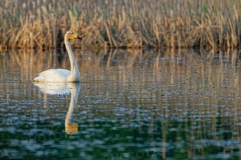 Whooper swan (Cygnus cygnus) swimming peacefully on a calm lake with clear reflection, surrounded by reeds and soft natural light, showing elegant posture and detailed plumage, Poland