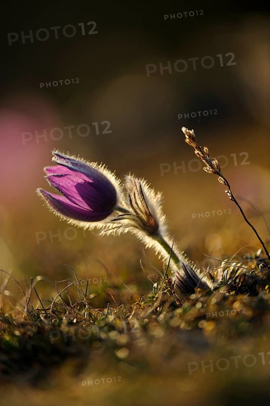 Purple flower casts a shadow on the natural ground, Pasque flower (Pulsatilla vulgaris), Upper Palatinate
