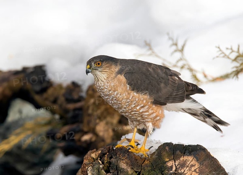 Sharp-shinned Hawk (Accipiter striatus), Saskatchewan, Canada