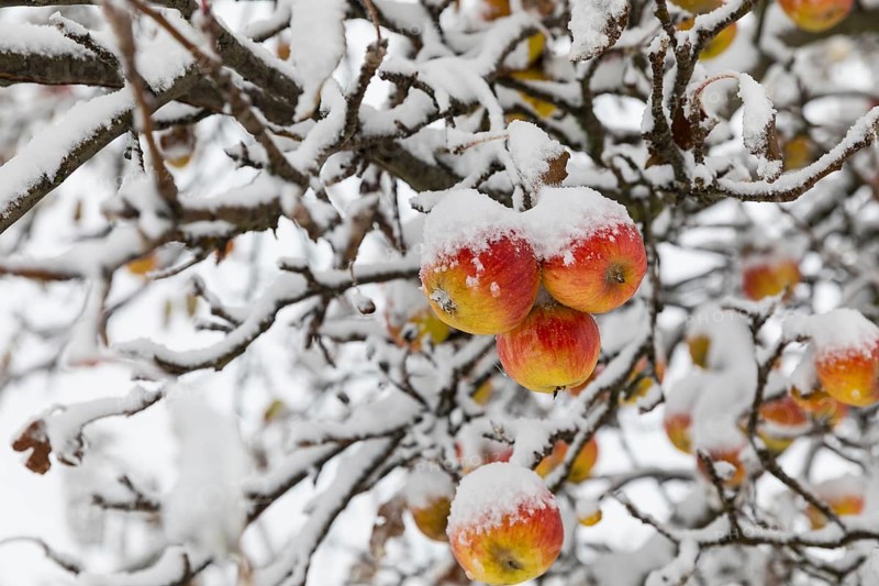 Ripe apples covered in snow on the branches of an apple tree, onset of winter in Oberwartha, Dresden, Saxony, Germany