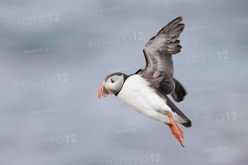 Atlantic Puffin (Fratercula arctica) flying, Iceland