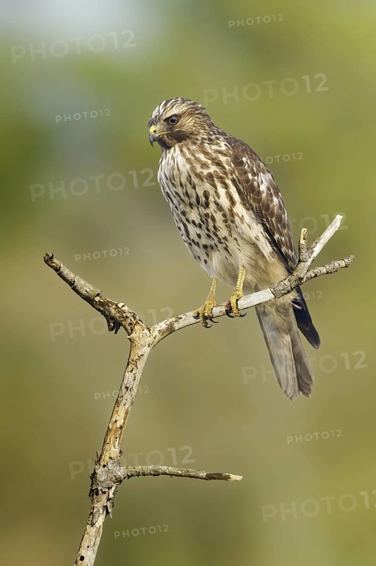 Red-shouldered Hawk (Buteo lineatus), Texas, USA