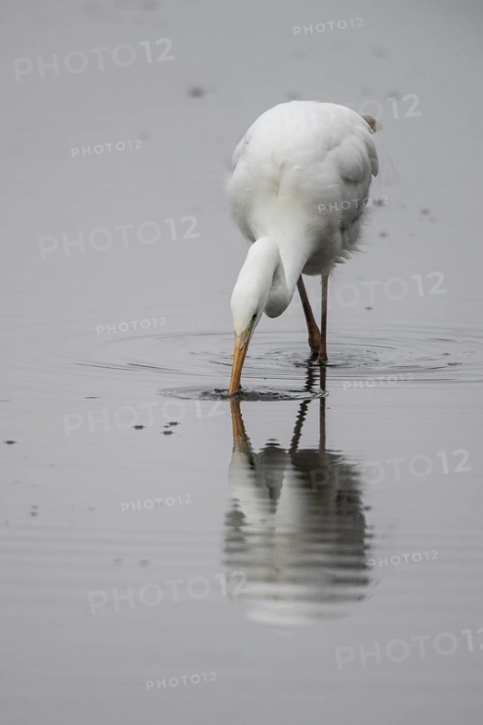Great White Egret (Ardea alba), Emsland, Lower Saxony, Germany