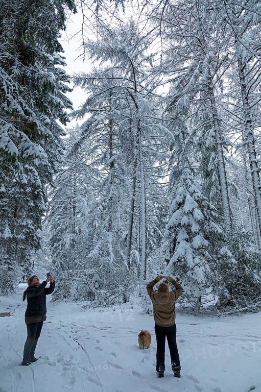Two woman taking pictures in a snowy forest, dog, winter, snow, Sieversen, Samtgemeinde Rosengarten, Lower Saxony, Germany
