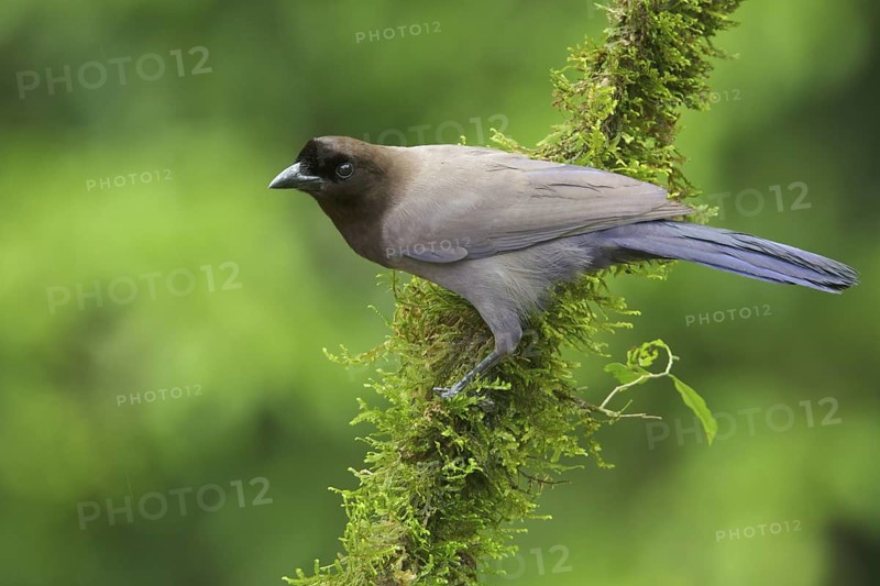 Purplish Jay (Cyanocorax cyanomelas) perched on a branch in Bolivia, South America