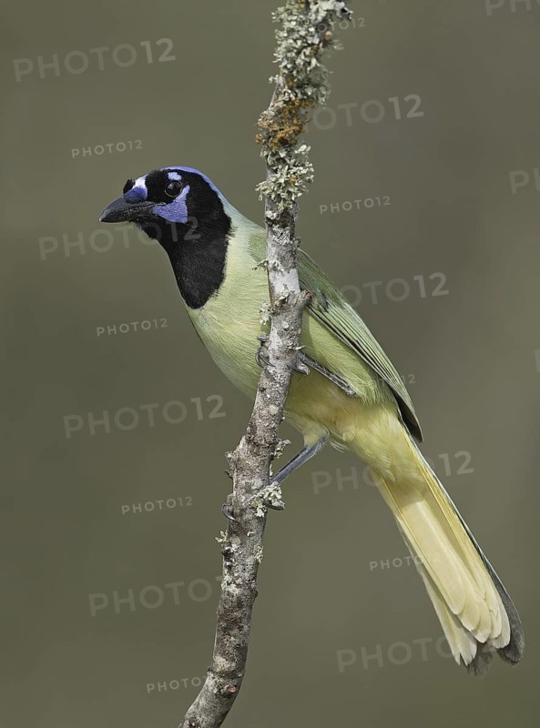 Green Jay (Cyanocorax luxuosus), Texas, USA