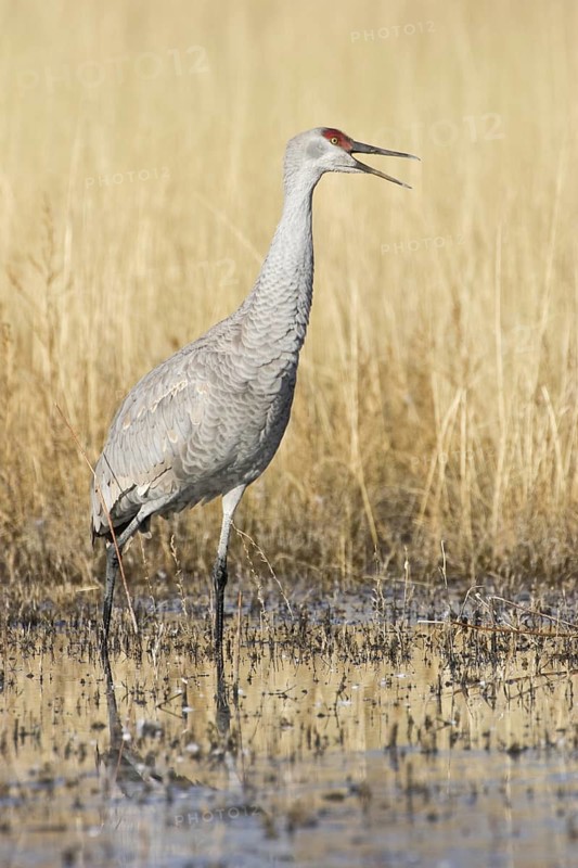 Sandhill Crane (Antigone canadensis), New Mexico, USA
