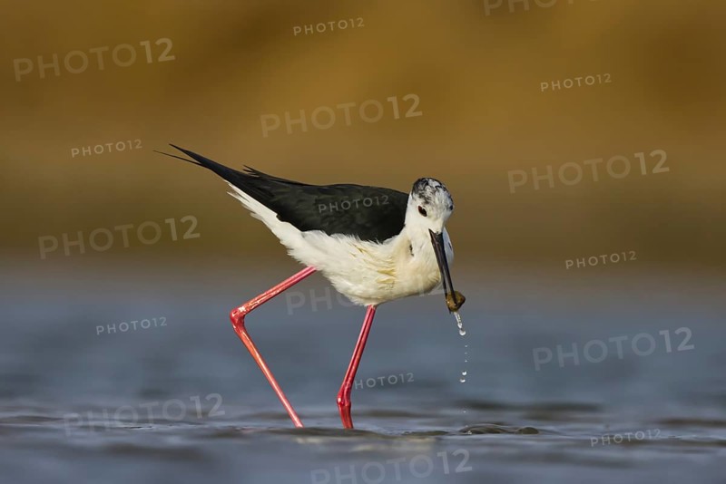 Black-winged Stilt (Himantopus himantopus) male foraging, North Rhine-Westphalia, Germany
