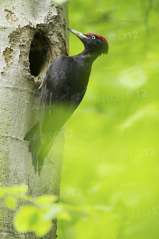 Black Woodpecker (Dryocopus martius) male at breeding cavity, North Rhine-Westphalia, Germany