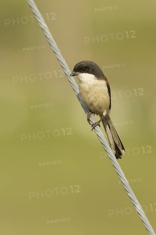 Burmese Shrike (Lanius collurioides), Doi Inthanon, Thailand
