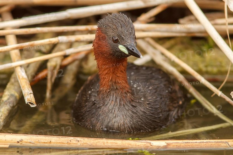 Little grebe (tachybaptus ruficollis), on marsh, Castile-La Mancha, Spain