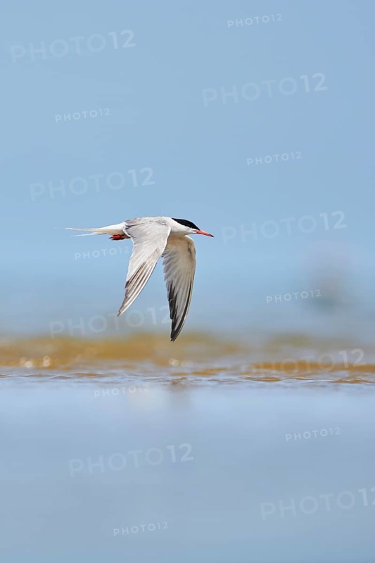 Elegant tern (Thalasseus elegans) flying in the sky above the sea, hunting, ebro delta, Catalonia, Spain