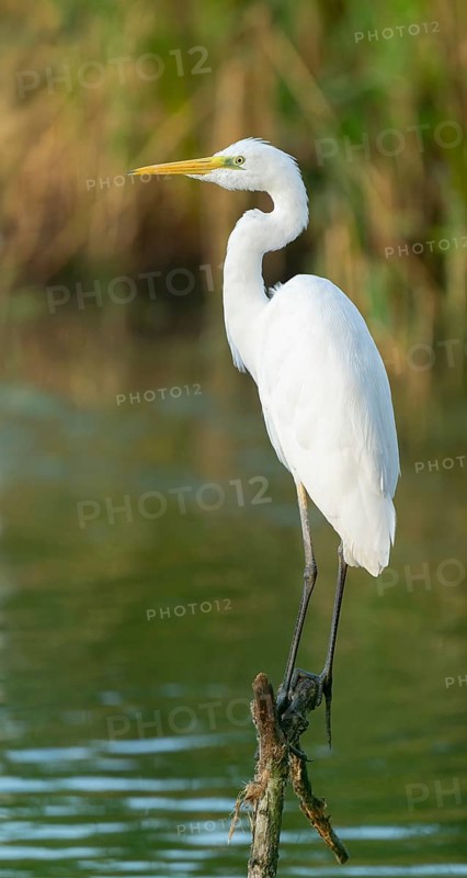 Great Egret (Ardea alba) standing on an old branch in the shallow water zone of a lake, Lower Saxony, Germany