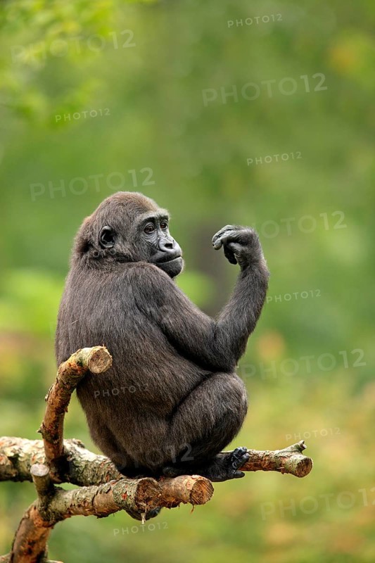 Western gorilla (Gorilla gorilla), young animal, tree