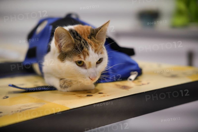 A calico cat comfortably rests on a table at a veterinary clinic. Wearing a therapeutic vest, it receives attentive care in a professional medical environment designed for pets