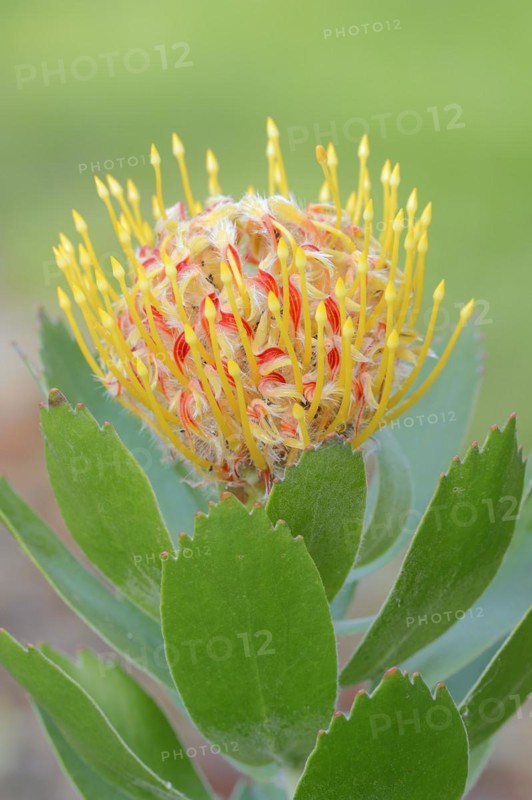 Pincushion protea or tree pincushion (Leucospermum conocarpodendron), flower, native to South Africa