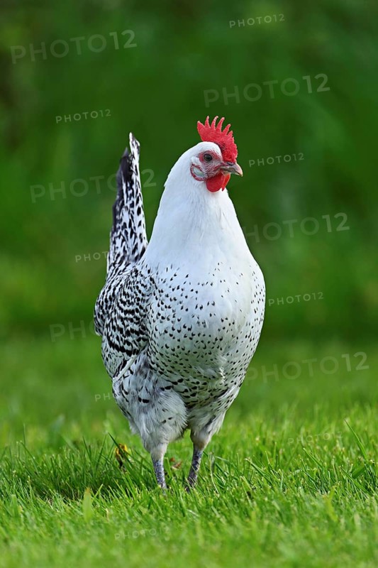 East Frisian Gull standing in a meadow, chicken breed with good utilisation characteristics, Texel, North Holland, Netherlands