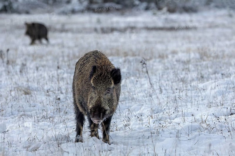 Still surprised by the flight of the wild boar (Sus scrofa), the wild boar does not notice the approach of a second boar, winter, snow, cold, rapture season, mating season, November, Denmark