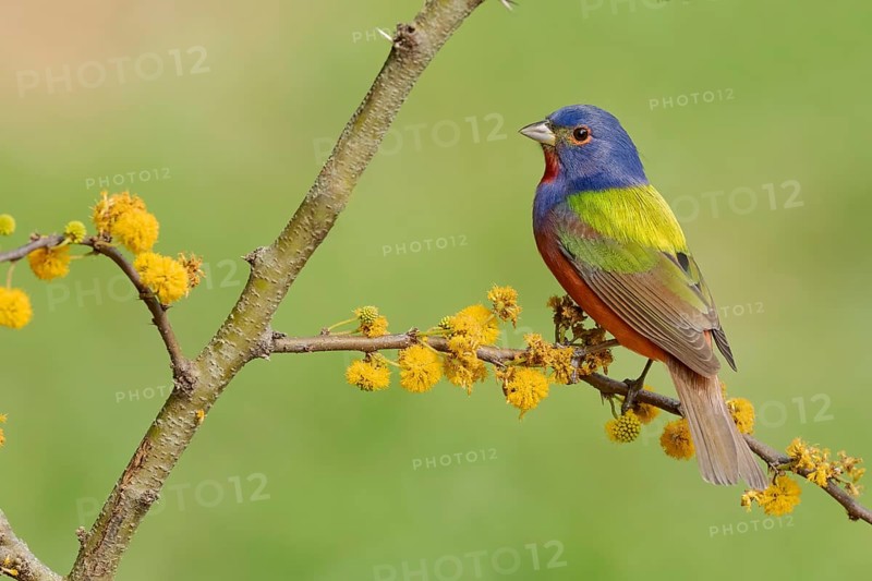 Painted Bunting (Passerina ciris) male perched on a branch, Texas, USA