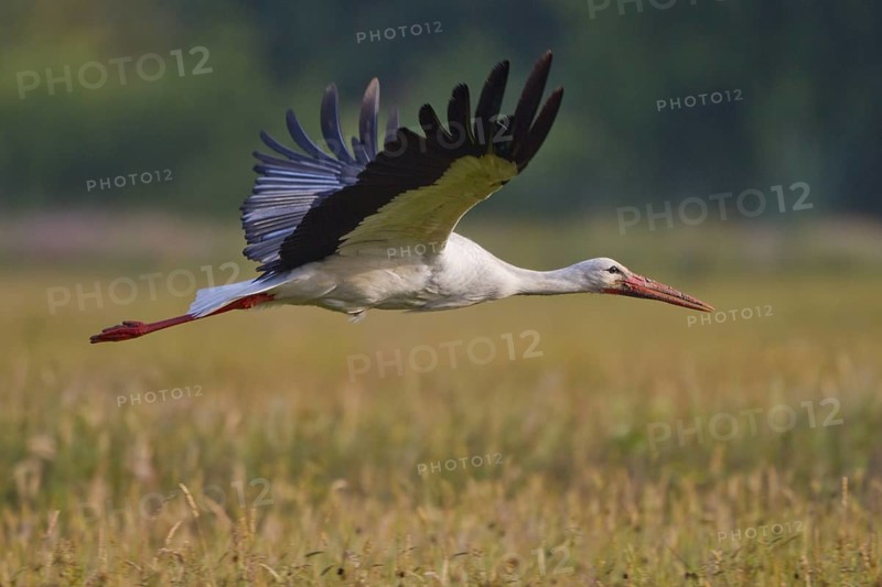 White Stork (Ciconia ciconia) male flying, North Rhine-Westphalia, Germany