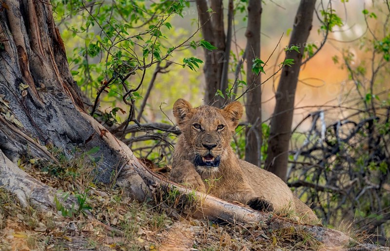 Lion (Panthera leo), young, lying in the shade, Moremi Game Reserve, Botswana