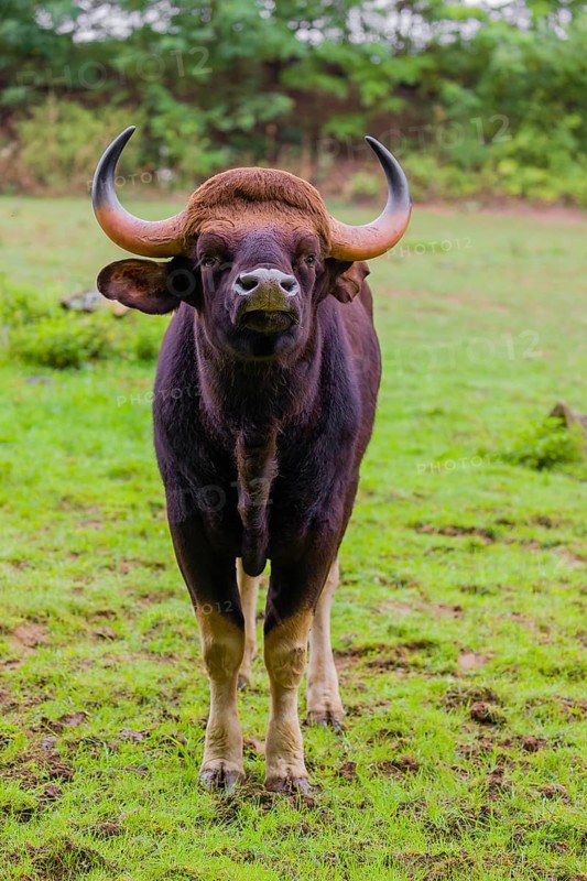 Portrait of a male Gaur (Bos gaurus gaurus) on a pasture