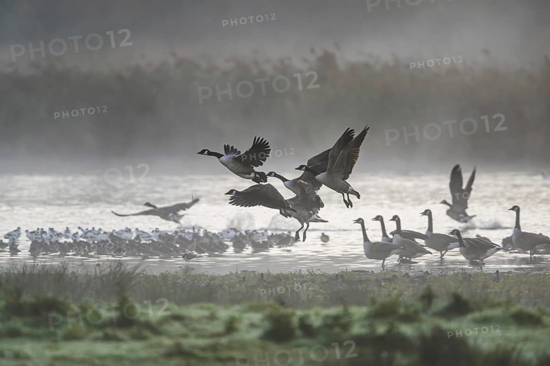 Canada Goose, Branta Canadensis, birds in flight over marshes, Devon, England, United Kingdom
