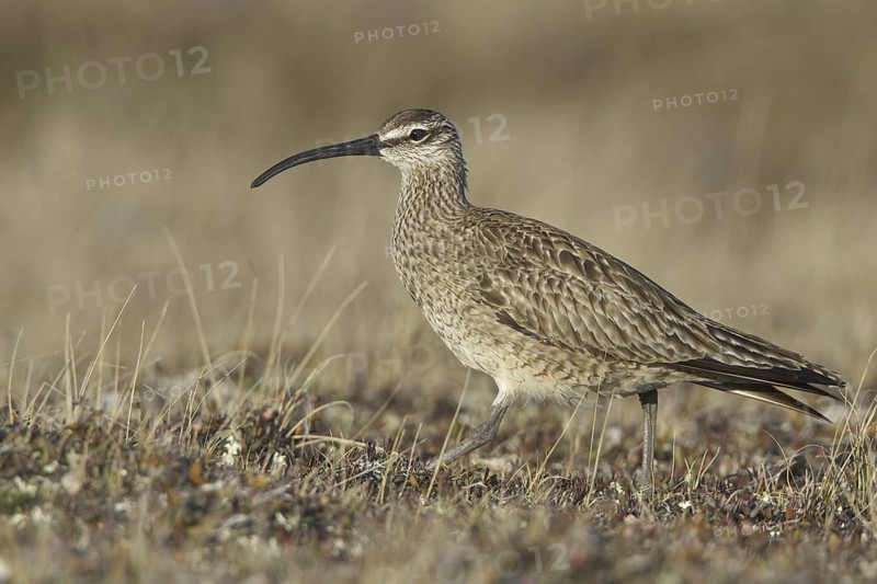 Whimbrel (Numenius phaeopus), Manitoba, Canada