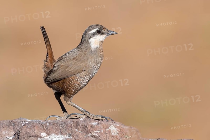 Moustached Turca (Pteroptochos megapodius) perched on a rock, Metropolitana, Chile