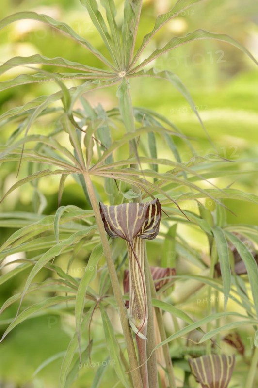 Cobra lily or fire cob (Arisaema speciosum), native to Asia