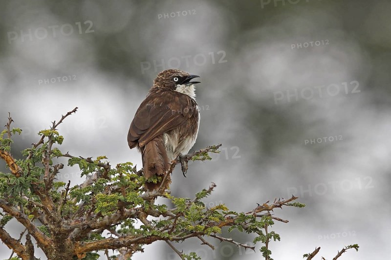 Northern Pied Babbler (Turdoides hypoleuca) singing, Nyeri County, Kenya