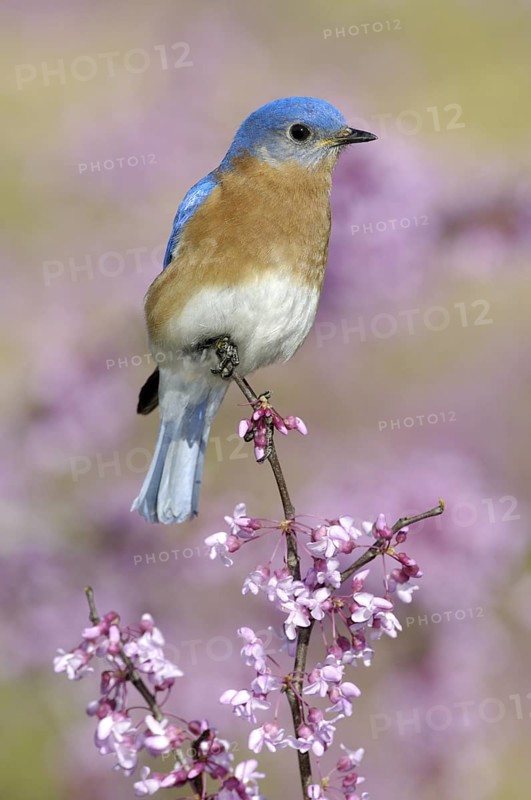 Eastern Bluebird (Sialia sialis), Texas, USA