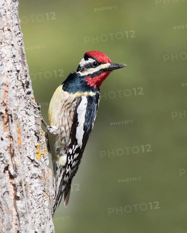 Male Yellow-bellied Sapsucker, Sphyrapicus varius, perched on a tree in Saskatoon, Saskatchewan