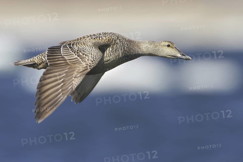 Common Eider (Somateria mollissima) female flying, Manitoba, Canada