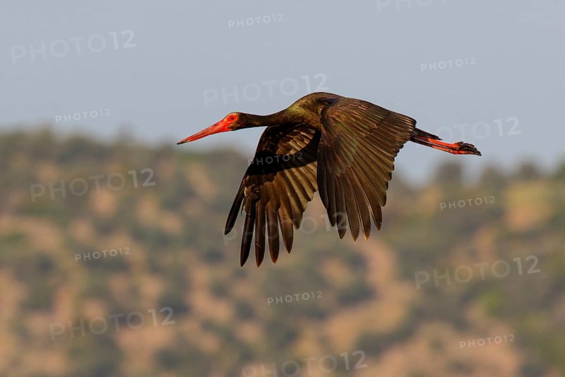 Black Stork (Ciconia nigra) flying, Greece
