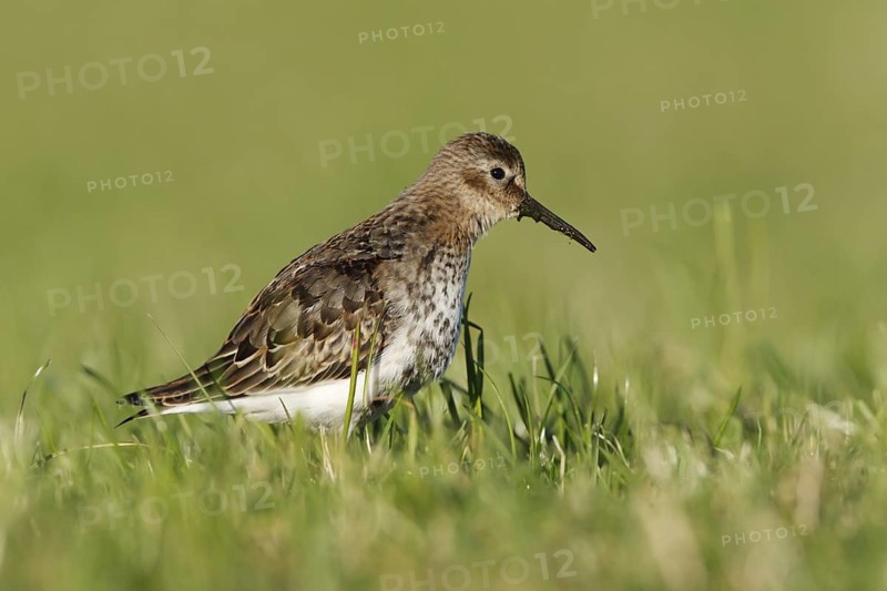 Dunlin (Calidris alpina), Norway