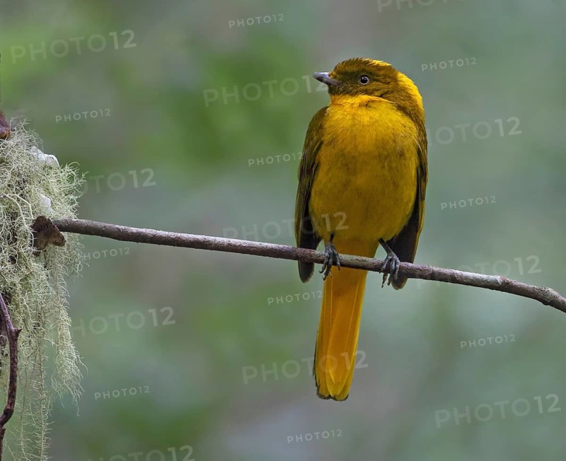 Golden Bowerbird (Prionodura newtoniana) male, Queensland, Australia
