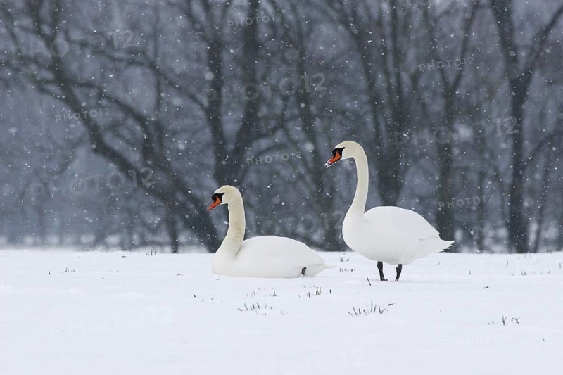 Mute Swan (Cygnus olor), Berlin, Germany