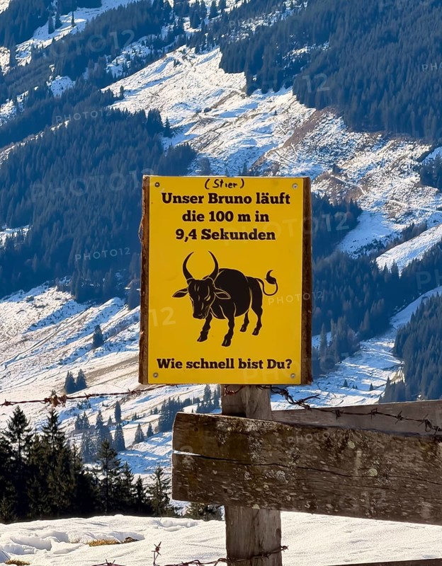 Warning sign in front of a bull on a pasture, Kitzbühel Alps, Tyrol, Austria