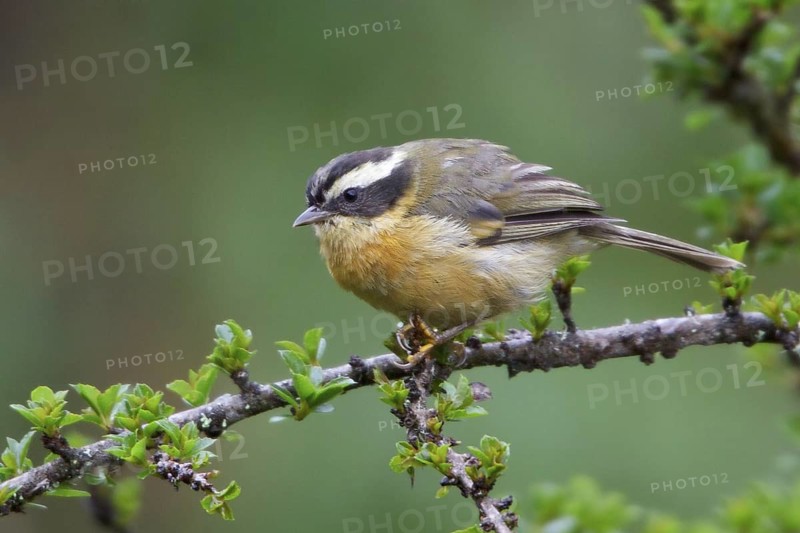 Three-striped Hemispingus (Hemispingus trifasciatus) perched on a branch in Bolivia, South America