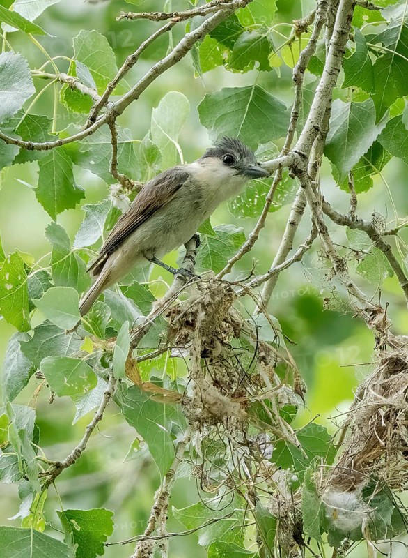 Rose-throated Becard (Pachyramphus aglaiae) female at nest, Arizona, USA